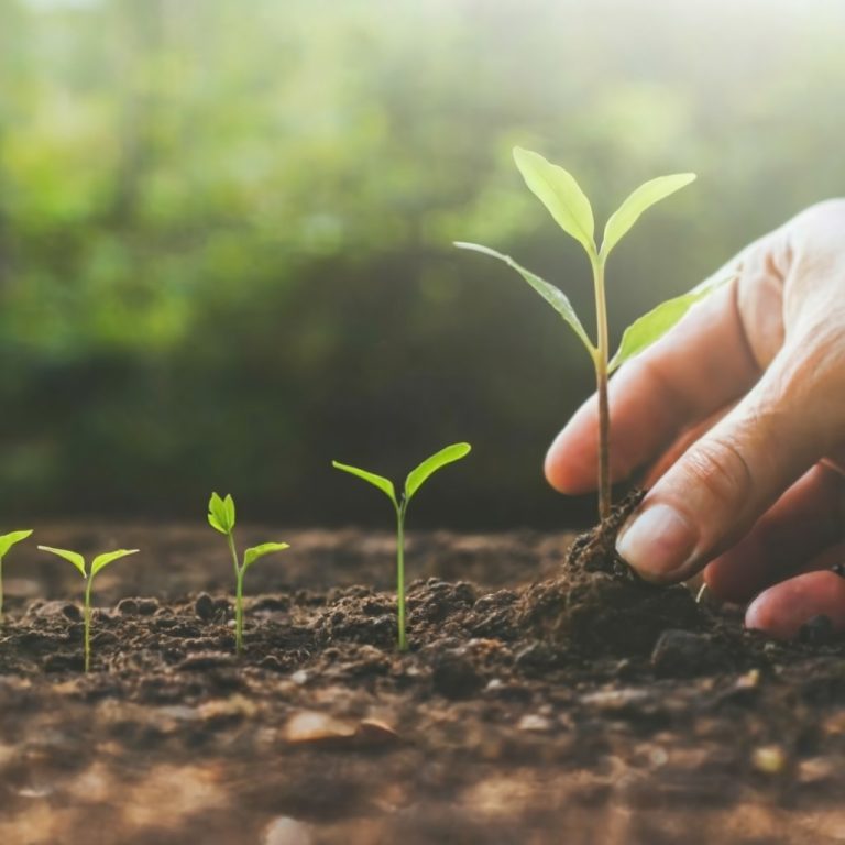 Planting Seeds for Start-up Success